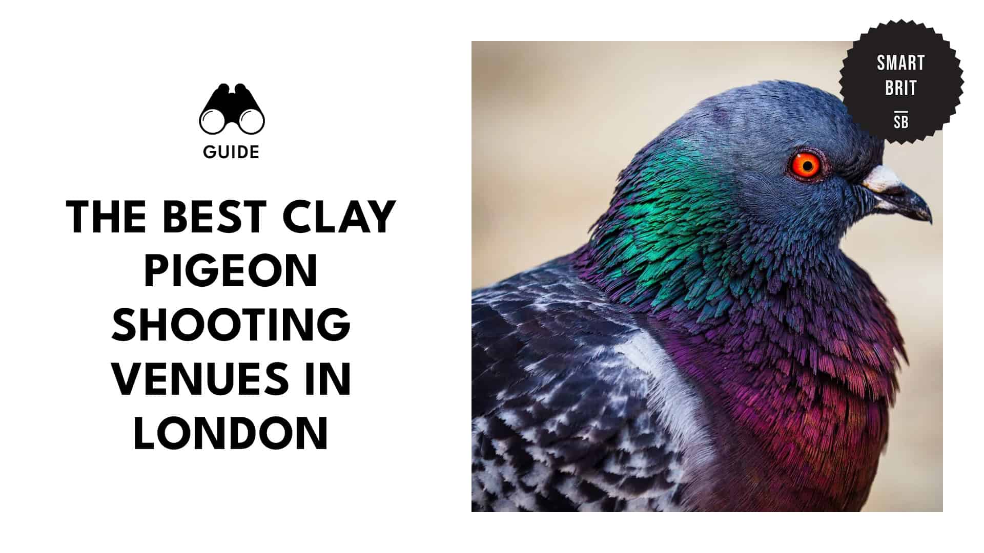 pigeon