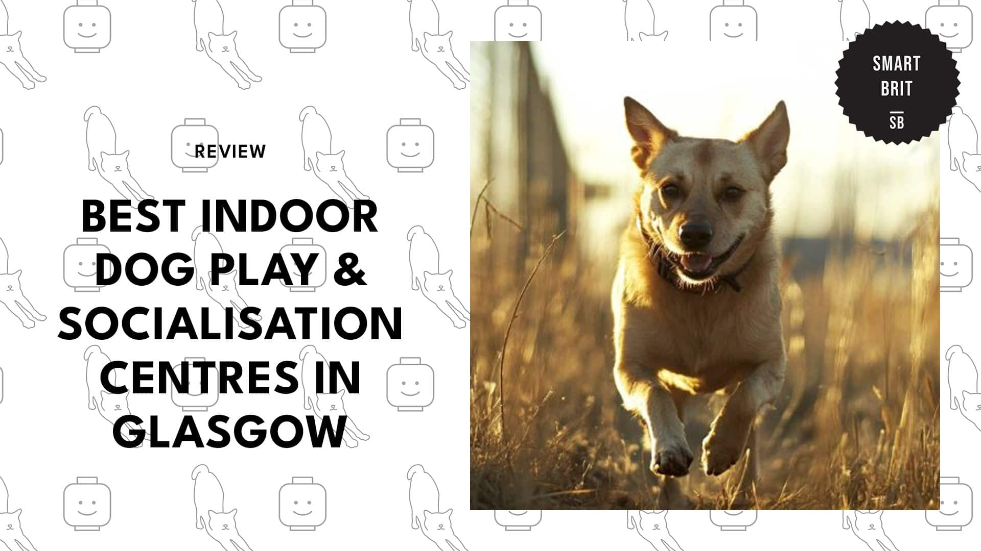 best-indoor-dog-play-and-socialisation-glasgow-banner